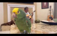 Bardzo utalentowana papuga