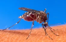 Dlaczego komary latają w pobliżu naszych uszu?