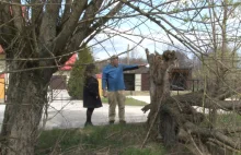 Mieszkaniec Radgoszczy od 5 lat walczy o uszkodzone drzewa