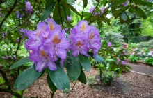 Kwitną azalie w Arboretum Kórnickim
