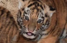 W płockim zoo urodziły się tygrysy syberyjskie. Gatunek zagrożony wyginięciem.