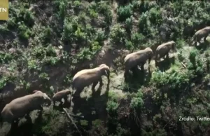 Wędrówka słoni w Chinach.Ogłoszono zamknięcie dróg, by chronić ludzi i zwierzęta