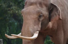 Stado słoni uciekło z rezerwatu w Chinach. Zwierzęta przeszły już kilkaset km.