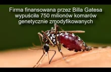 Firma wypuściła 750 milionów genetycznie zmodyfikowanych komarów