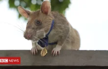 Kambodża: szczur uhonorowany medalem za wykrywanie min lądowych