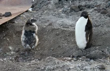 Badania o szokujących zachowaniach pingwinów czekały na ujawnienie 100 lat