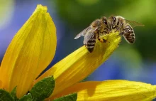 Te cząsteczki mają szansę uchronić pszczoły przed insektycydami - NeeWS