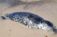 Na wybrzeżu, od Świnoujścia do Piasków, znaleziono 35 martwych fok