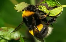 Trzmiele - klejnoty wśród pszczół