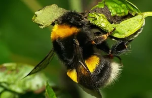 Trzmiele - klejnoty wśród pszczół