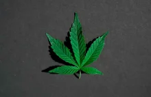 Najpopularniejsze mity na temat marihuany