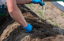 Holendrzy mają problem. Polacy już nie chcą pracować