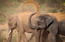 Zadziwiająca trąba słonia. Zwierzę wciąga powietrze z prędkością setek...