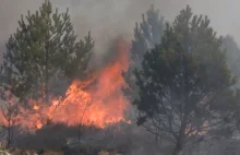 Najwyższy stopień zagrożenia pożarowego w lasach w 12 województwach
