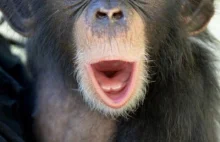 Naukowcy: Szympansy rozpoznają tyłki w taki sam sposób jak ludzie twarze