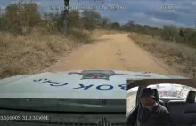 Słoń atakuje pick-up na drodze