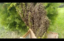 Pszczoły wyroiły mi się za plecami! Akcja łapanie roju!