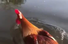 Kury i koguty potrafią pływać