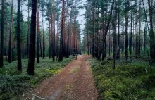 Znaleźli amunicję w lesie. Polali ją gorącym woskiem, doszło do eksplozji