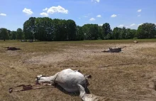 Dzisiejszej nocy padło 15 koni. Masowe zatrucie?