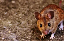 Katastrofalna plaga myszy zagraża rekordowym plonom w Australii. Aktywiści...