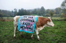 Krowy w Myscowej protestują! Nie chcą zbiornika Kąty-Myscowa | Moje Jasło...