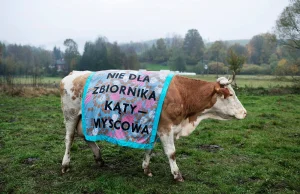 Krowy w Myscowej protestują! Nie chcą zbiornika Kąty-Myscowa | Moje Jasło...