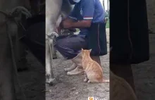 Kot błagający o mleko