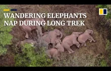 Słonie wędrujące przez Chiny urządziły sobie drzemkę