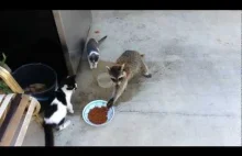 Szop pracz kradnie jedzenie kotom