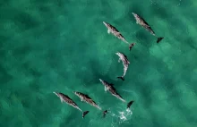 ALGHERO, SARDYNIA – obserwacja delfinów w morzu Tyrreńskim