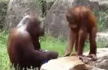 To jest orangutan Dawn