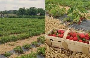 "Polaków do pracy nie ma". Na wsi nie mieli wyjścia. Pomysł chwycił