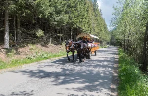 Hybrydowe wozy konne będą wozić turystów nad Morskie Oko. Woźnicy...