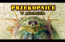 PRZEKOPNICE | Prehistoryczne Stworzenia w Akwarium