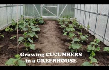 Perfectly Growing Cucumbers in a Greenhouse. From Sowing to Harvest.