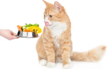 Czy kot może być wegetarianinem?