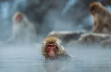 Naukowcy stworzyli pierwszą ludzko-małpią chimerę - Artykuły