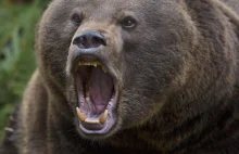 Niedźwiedź zagryzł mężczyznę. Blady strach padł na Tatry Niżne