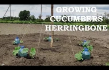 Growing CUCUMBERS Herringbone