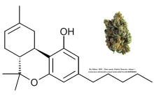 Z CBD da się łatwo otrzymać Delta-8 THC! Izomer Delta-9-THC