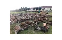 Hiszpańska firma solarna zabija 500 jeleni, aby zrobić miejsce dla PV