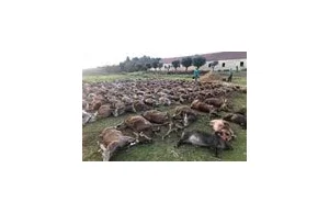 Hiszpańska firma solarna zabija 500 jeleni, aby zrobić miejsce dla PV