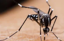 10 faktów o komarach, o których nie miałeś pojęcia