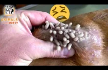 Worms Coming out of Animals