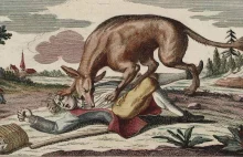 Bestia z Gévaudan. Co zabijało na południu Francji w XVIII wieku?