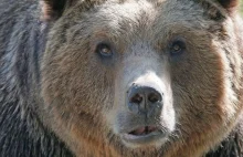 Niedźwiedź zabił turystę w Tatrach. Pierwszy taki przypadek od 100 lat