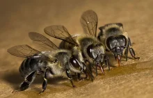 Stawianie uli nie pomaga pszczołom – list naukowców