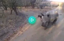 Jagnię uczy małego nosorożca jak podskakiwać
