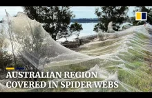 Pajęczyny pokrywają region Australii gdy pająki uciekają przed powodziami